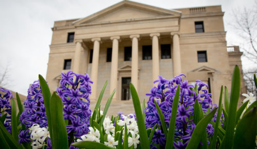 Hyacinths bloom outside Abbott Hall